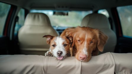دراسة: الكلاب تجعل الناس أكثر حذراً في القيادة